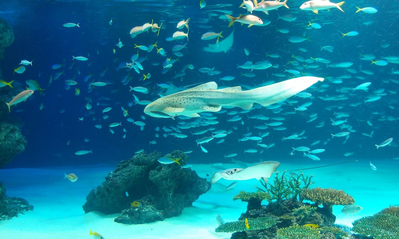 A large indoor tank at Sunshine Aquarium with a zebra shark, rays and tropical fish above coral